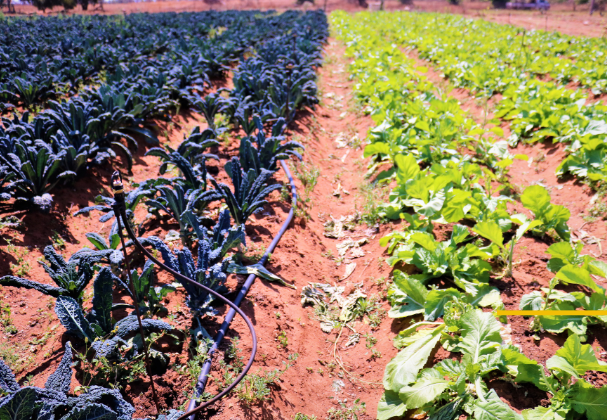 Farm rows_img